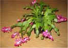 christmas cactus - Flowering christmas cactus