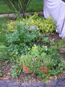 Quiet GM Rebellion - Millions of gardeners are launching a Quiet GM Rebellion in their backyards.
