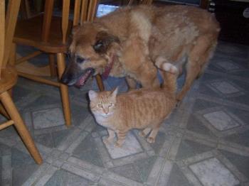 Our cat saying his last goodbye to Tasha - Tasha could barely stand and in this photo Tigger who loved her so much was brushing up against her as a show of support. It was just an hour before my hubby took Tasha on her last ride to the vet to be put down.