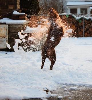 jumping in the snow - My dog loves it when we shovel snow and throw the snow at her.