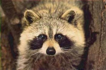 Raccoon Photo  - Closeup photo of raccoon showing the markings.