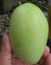 Mango - A sour green mango.