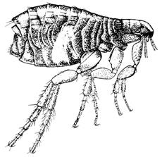 the adult flea and what it looks like - fleas adult flea