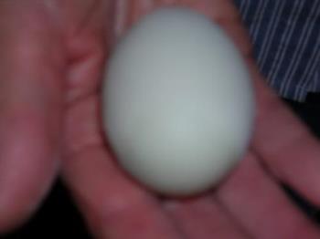 Green eggs and ham anyone? - This is a green egg laid by my Americana chickens.