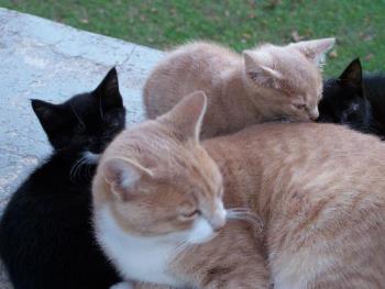 My cats - Enoch with his little brothers and sisters. He was a good big brother. 