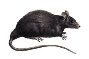 Fruit Rat - A Fruit is a subspecies of the Black, Ship Rat. It is the same species that carried the bubonic plague.