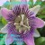 passion flower - i love the smell of passion flower