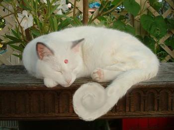 a white persian cat - very cuddly and cute^_^