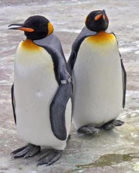 Two penguins - It's cold outside let's move to florida said the one penguin to the other. Two penguins - It's cold outside let's move to florida said the one penguin to the other.