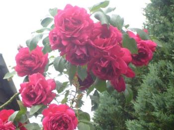 A Rose in My Garden - Just one of the roses in my garden. A red, climber, which grows in the hedge.