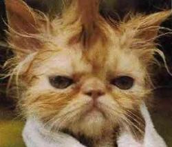 Shower cat - Shower cat