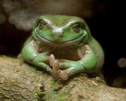 Frog smile - Frog