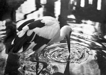 Photo of an Ibis Drinking - image of an ibis Photo of an Ibis Drinking - image of an ibis