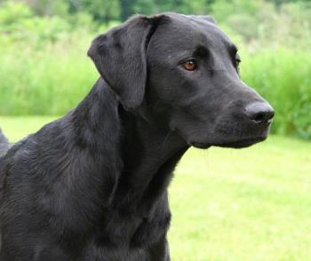 Black Labrador - Picture of Black Lab head. Beautiful dog
