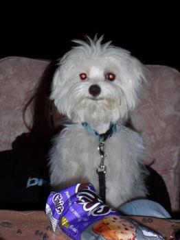 Our friend&#039;s dog Toby-Lou - This is our friend&#039;s dog...a cute 2 year old Maltese...smart and very feisty!