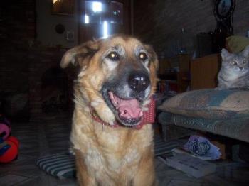 Tasha...Lab/Shepherd Cross - This is a photo of Tasha. Her mom was a pure bread German Shepard who was crossed with a golden Lab...love those floppy ears!