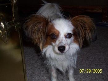 Petie the Papillion - Petie who is six pounds pushs two cats around who are 12 and 17 lbs.