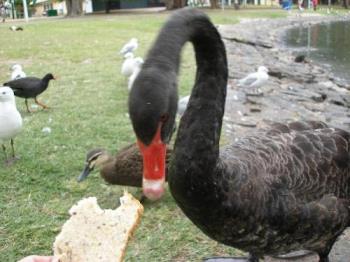 Queens Park - Hand feeding black swan at Queens park in melbourne Australia.