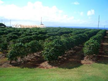 Kona Coffee Field - Kona Coffee growers who have the distinct honor of best coffee in the world. Kona Coffee Field - Kona Coffee growers who have the distinct honor of best coffee in the world.