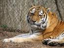 tiger - KING of animals
