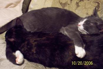 Reagan and Samantha - Here are two of my cats the other one is camera shy. Reagan is the gray and white one, and Sam is the dark colored one. They are the ones we have had since they were about 5 weeks old. 