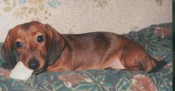 Miniature dachshund - Annabelle, a red miniature dachshund.