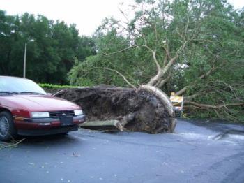 Uprooted Tree - Uprooted tree from hurricane Charley.