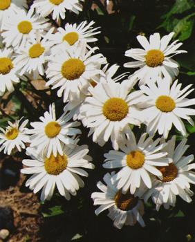 Original photo - image of the original photo of daisies