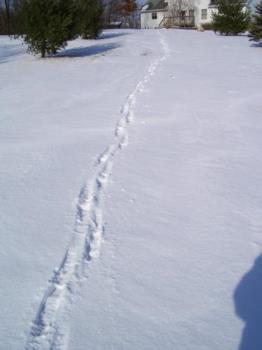 Foot Steps in Snow - This photo was taken in Michigan showing foot prints down the driveway as I was going to get the mail - one of our few sunny days here the last few months.