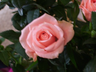 Rose - Pink rose - the rose is the emblem for the USA. Rose - Pink rose - the rose is the emblem for the USA.