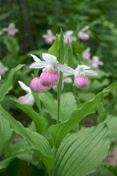 Minnesota State Flower - It's also a protected flower now. Minnesota State Flower - It's also a protected flower now.