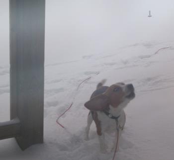 Dog Howeling in Snow - My beagle Shilo went out in the snow ran around quickly and then howeled to be let in. This is not an out of focus picture - it&#039;s snowing in Michigan, USA this morning and is supposed to continue all day.