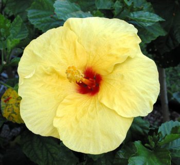 Flower from Hawaii - Flower