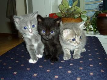 so.... cute^_^ - kittens small and cuddly so.... cute^_^ - kittens small and cuddly