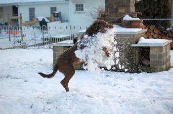 catchin a shovel full - she loves when we shovel the snow catchin a shovel full - she loves when we shovel the snow