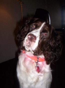 Emglish Springer Spaniels - Let me introduce you to Glory, a six year old AKC registered English Springer Spaniel. 

