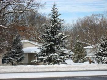 Snow Covered Pine Tree - I loved freshly snow covered pine trees. Snow Covered Pine Tree - I loved freshly snow covered pine trees.