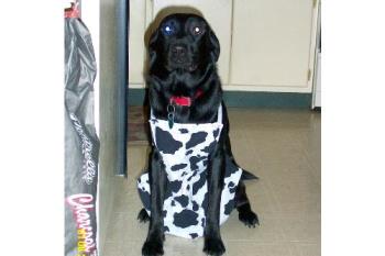 Rose - Our black lab, Rose, in an apron my 10 year old daughter made. 