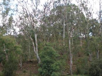 Bats a sleep in the trees, - Bats a sleep in trees beside The Yarra River Melbourne