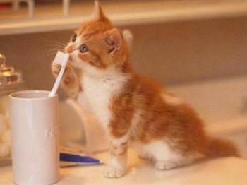 toothbrush - kitten wants to brush her teeth!