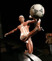 Body Worlds - kicking a football - From the Body Worlds exhibit, touring North America in 2008.