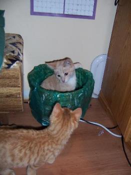 Cats playing in waste paper basket - This photo was taken of two of our five cats. Males Nova and Tigger love playing in waste paper baskets...and paper bags, cardboard boxes. These various free toys keep them amused...and us too!