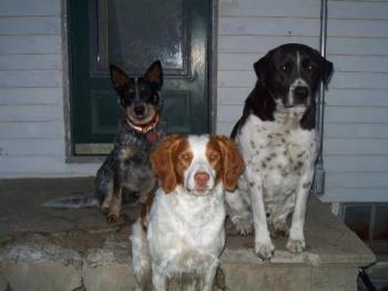 Cinch is brown and white one on the lower step.  - Skeeter, Diddles and Cinch "guarding" the porch. Notice how Cinch just has that "Blank" look on his face.