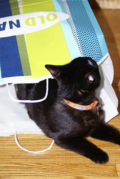 shopping bag inspection - checking shopping bags