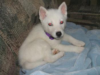 Frost being king of the couch - Frost laying on the couch the day after we brought him home. 