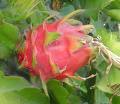 dragon fruit - dragon fruit image