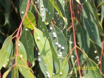 Eucalyptus tree with some kid of parasite on it - Eucalyptus tree