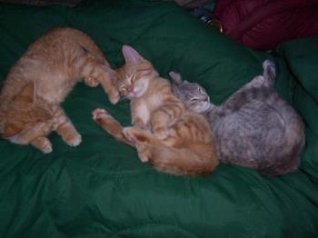 Three peacefully sleeping cats - This photo captured three of our five cats sleeping peacefully together. There are two males...Teeh-Tooh and Novo and our female Shal-lie. Cats have a relaxing aspect and they sleep sooooo soundly. No wonder to me that studies say that cat owners have 1/3 reduction in heart disease under their calming influence. 