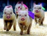 In The Running For Best Response - Pretty Piggies racing for the winning position