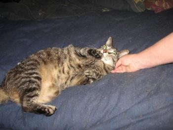 Serena - Here's a pix of her Serena - Here's a pix of her